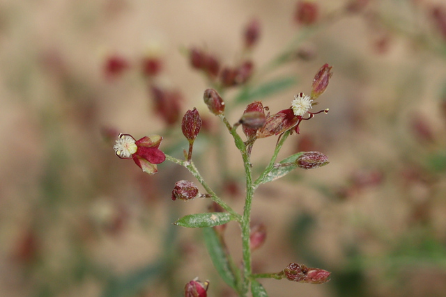 Lechea racemulosa