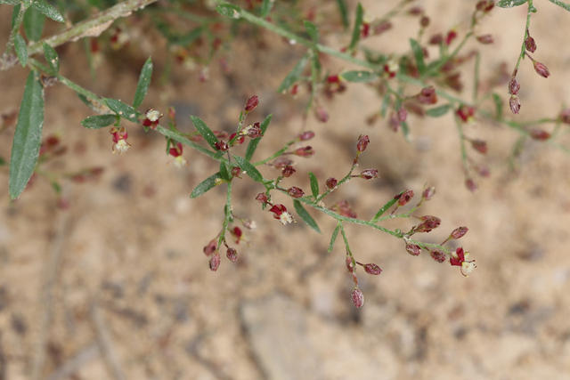 Lechea racemulosa
