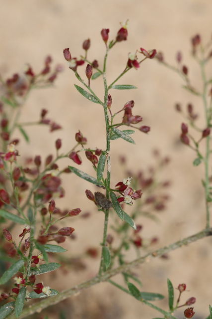 Lechea racemulosa