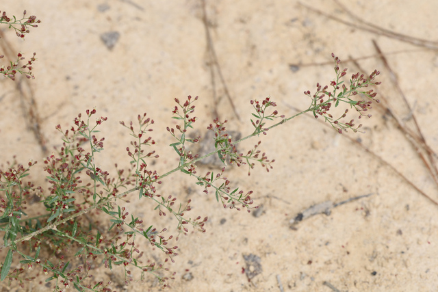 Lechea racemulosa