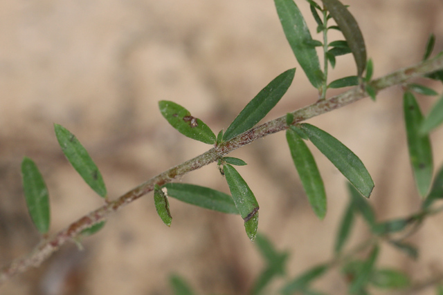 Lechea racemulosa - leaves