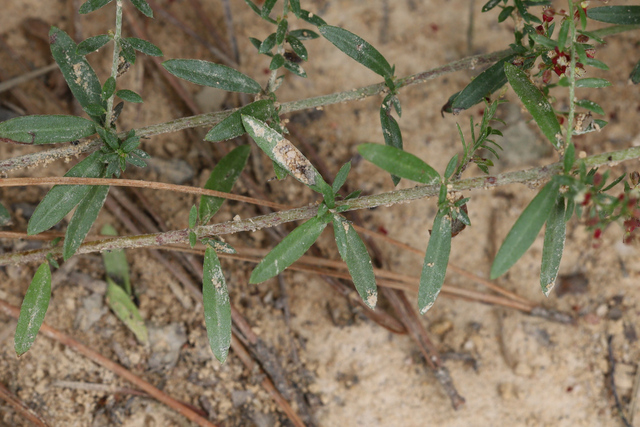 Lechea racemulosa - leaves