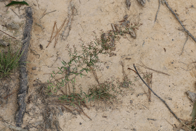 Lechea racemulosa - plant