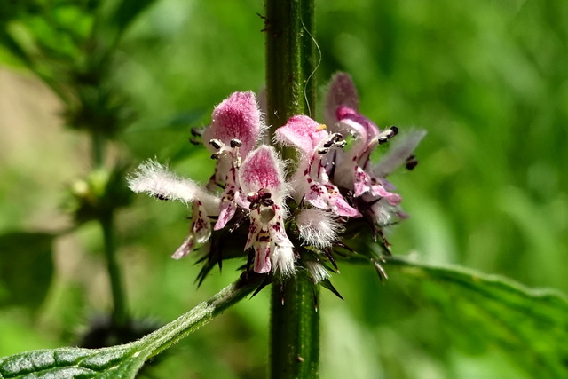 Leonurus cardiaca