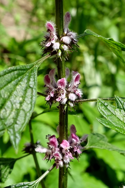 Leonurus cardiaca