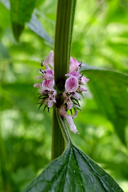 Leonurus cardiaca