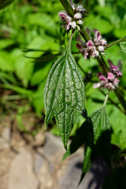 Leonurus cardiaca - leaves