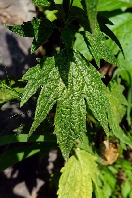 Leonurus cardiaca - leaves