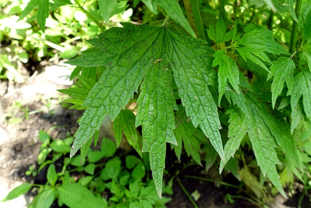 Leonurus cardiaca - leaves