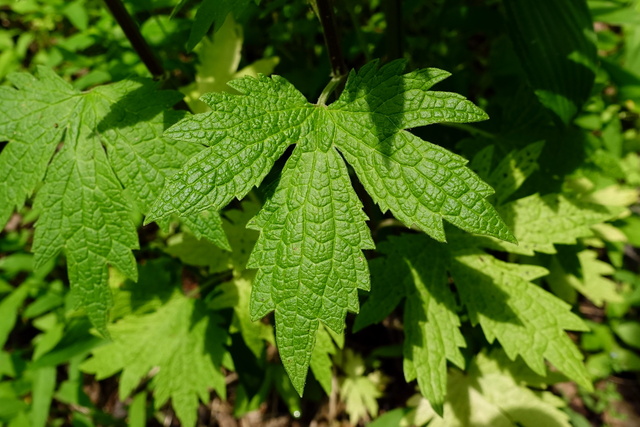 Leonurus cardiaca - leaves