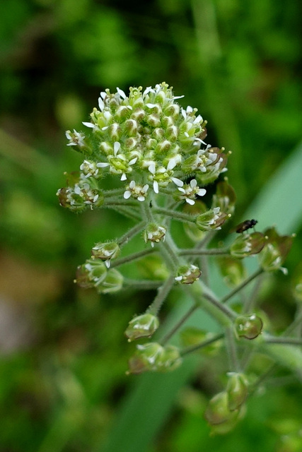 Lepidium campestre