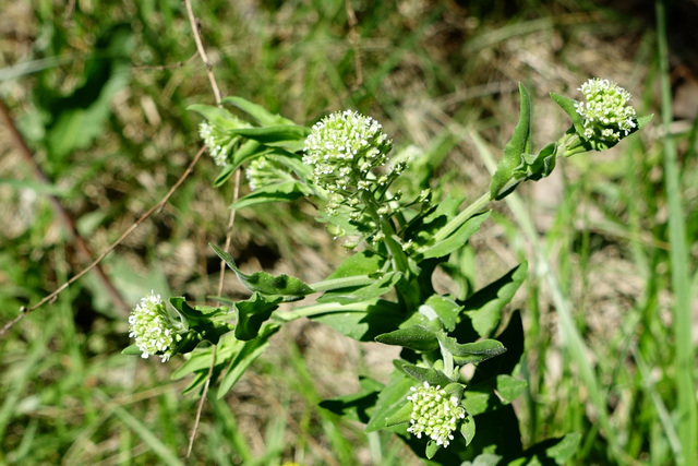 Lepidium campestre