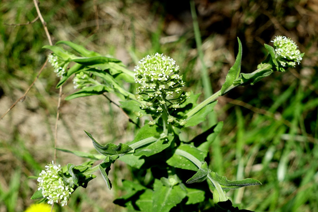 Lepidium campestre