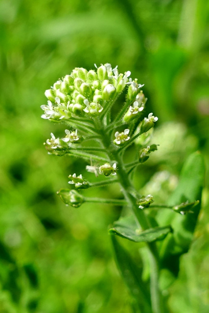 Lepidium campestre