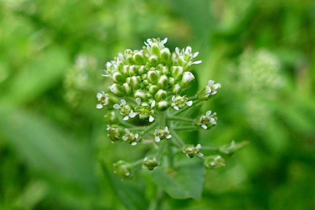 Lepidium campestre