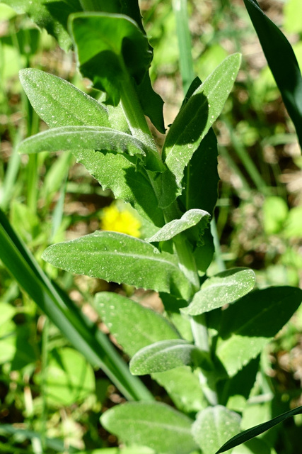 Lepidium campestre - leaves