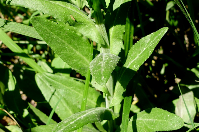 Lepidium campestre - leaves