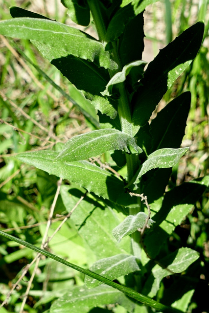 Lepidium campestre - leaves