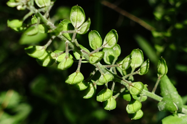 Lepidium campestre - seedpods