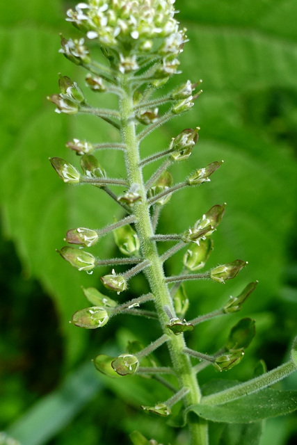 Lepidium campestre - stem