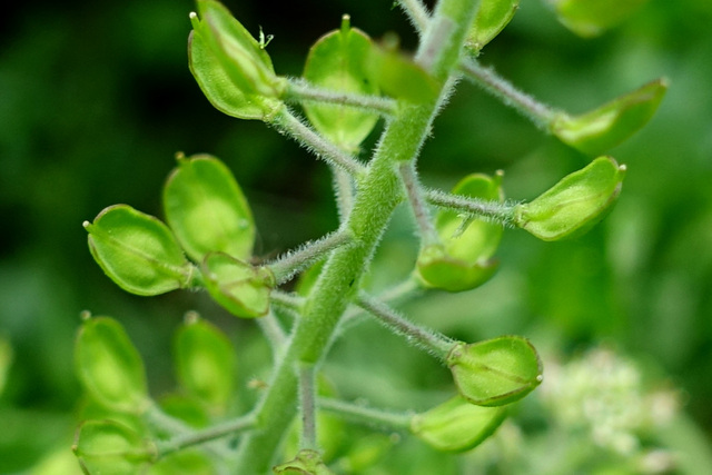 Lepidium campestre - stem