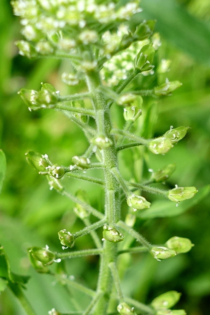 Lepidium campestre - stem