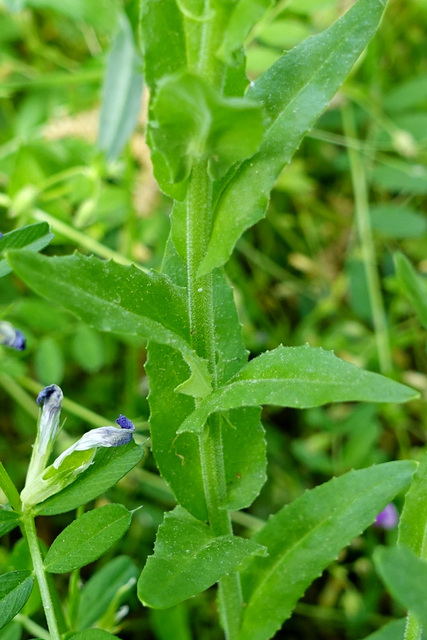 Lepidium campestre - stem