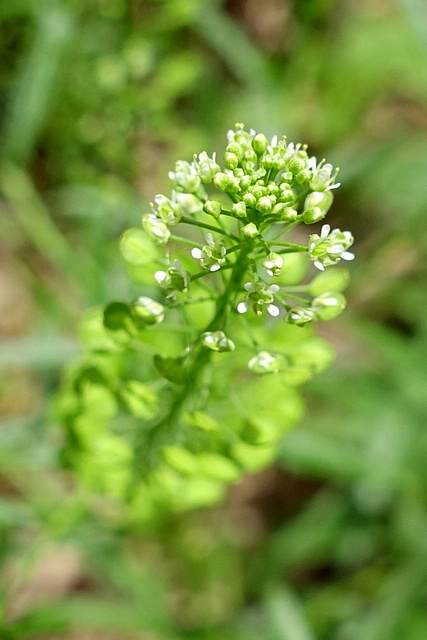 Lepidium virginicum