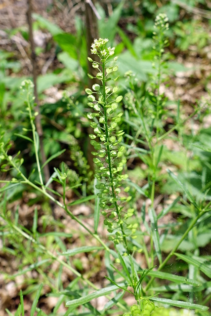 Lepidium virginicum