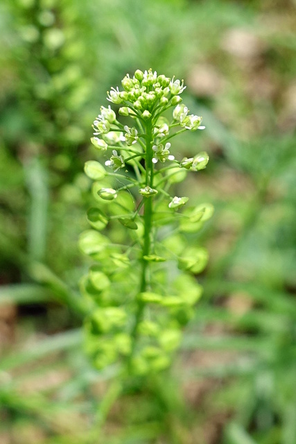 Lepidium virginicum