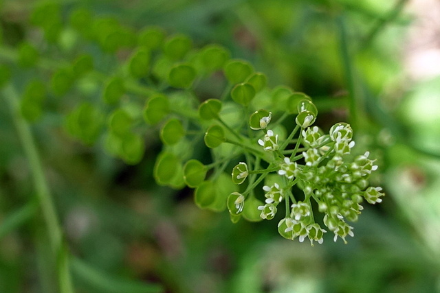 Lepidium virginicum