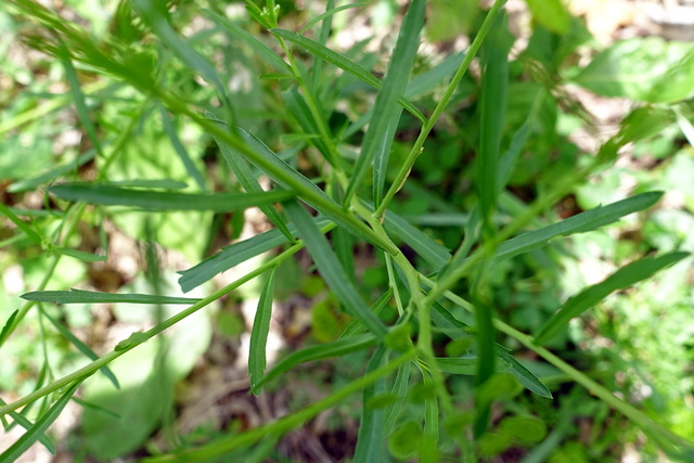 Lepidium virginicum - leaves