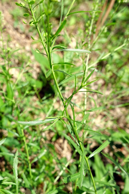 Lepidium virginicum - stem