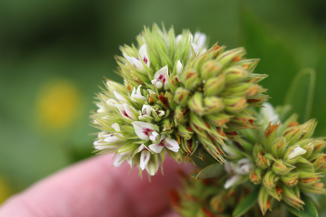 Lespedeza capitata