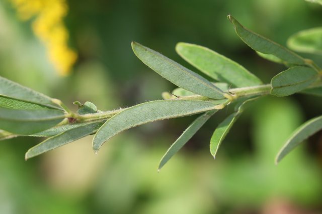 Lespedeza capitata - leaves