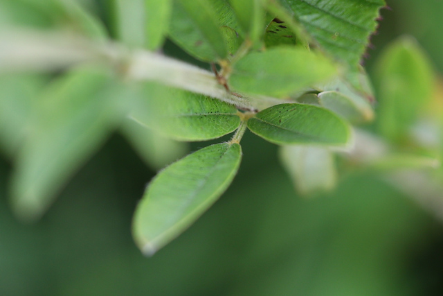 Lespedeza capitata - leaves