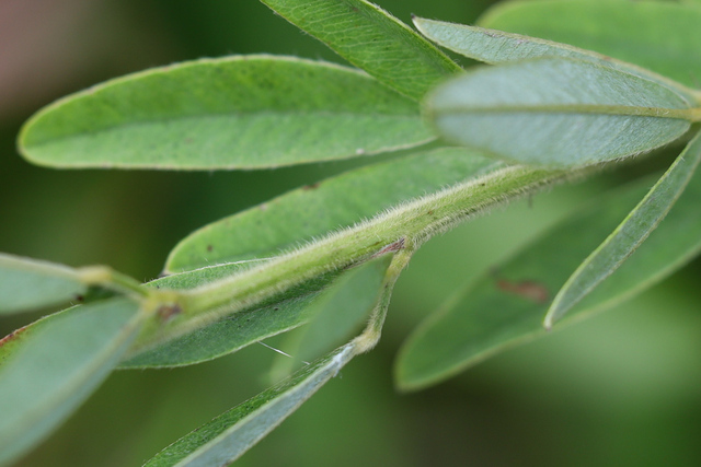 Lespedeza capitata - stem
