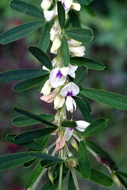 Lespedeza cuneata