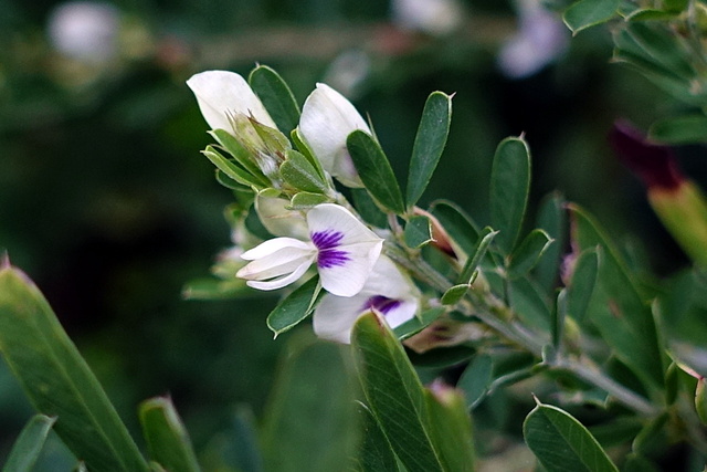 Lespedeza cuneata