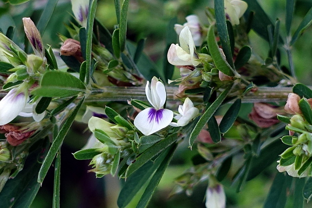 Lespedeza cuneata