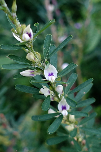 Lespedeza cuneata