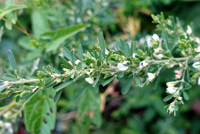 Lespedeza cuneata - leaves