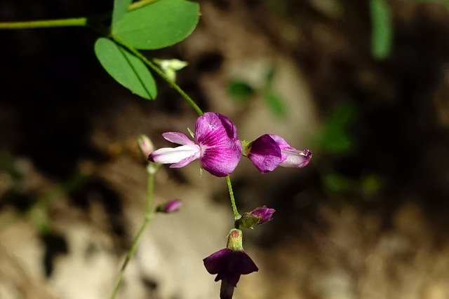 Lespedeza frutescens