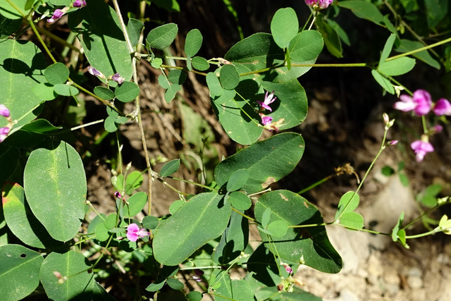 Lespedeza frutescens - leaves