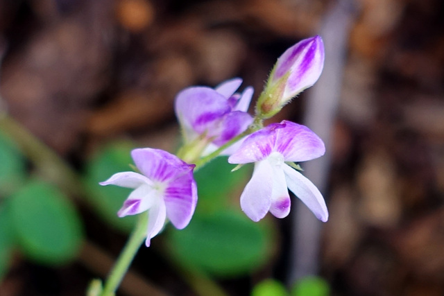 Lespedeza procumbens