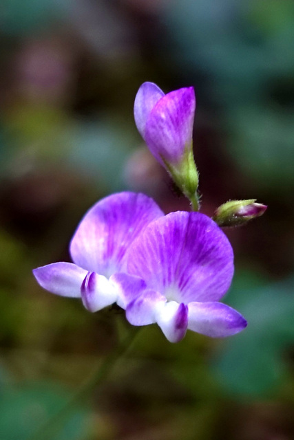 Lespedeza procumbens