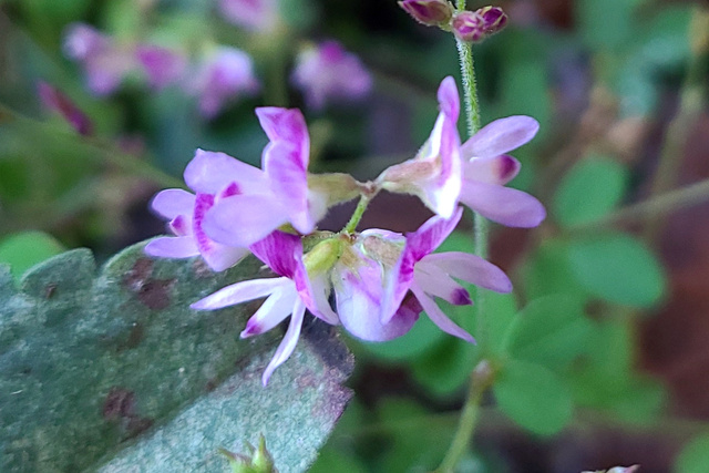 Lespedeza procumbens