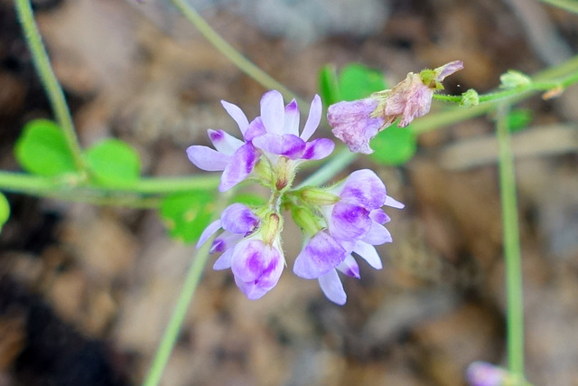 Lespedeza procumbens