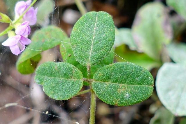 Lespedeza procumbens - leaves