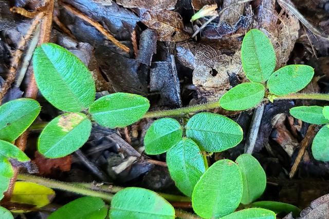 Lespedeza procumbens - leaves